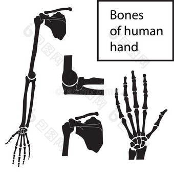 放置关于矢量插图关于人手骨骼的解剖图片