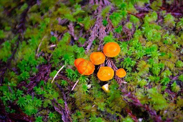 富有色彩的蘑菇向森<strong>林地</strong>面,<strong>自然</strong>手感和模式