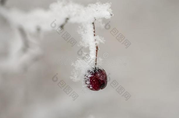 山楂浆果在下面雪山楂成果在下面指已提到的人雪