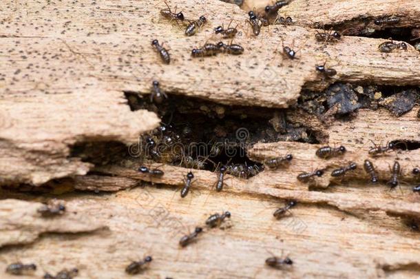 殖民地关于医院用品物种关于白蚁向一腐烂的木制的