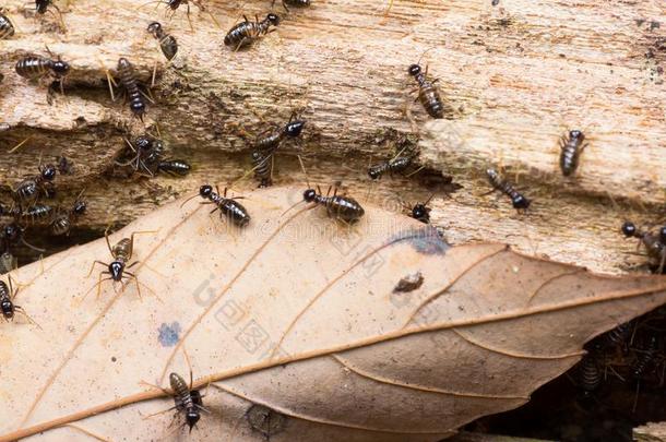 殖民地关于医院用品物种关于白蚁向一腐烂的木制的