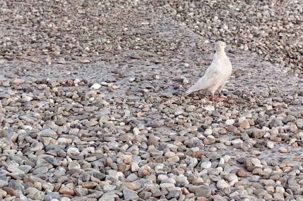 白色的鸽子上岸和石头卵石在的时候一下降