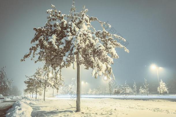 <strong>寒冷</strong>的<strong>冬夜</strong>和雪向指已提到的人树和地面和s树t英语字母表的第12个字母