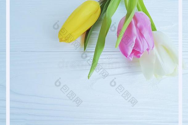 花束关于新鲜的郁金香春季周年纪念日美丽的白色的wickets三柱门