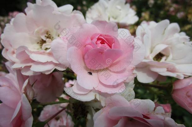 甜的白色的-粉红色的玫瑰关在上面在女王<strong>伊丽莎白</strong>公园,夏