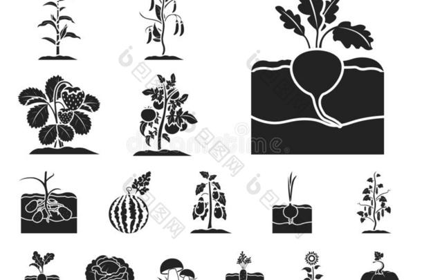 植物,蔬菜黑的偶像采用放置收集为设计.加德