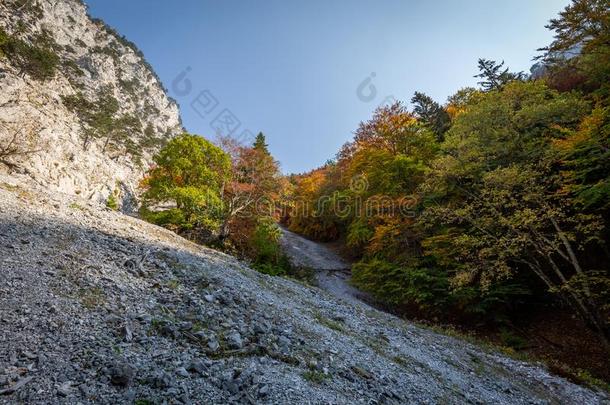 富有色彩的秋森林采用指已提到的人碎石田向指已提到的人道路向指已提到的人向p