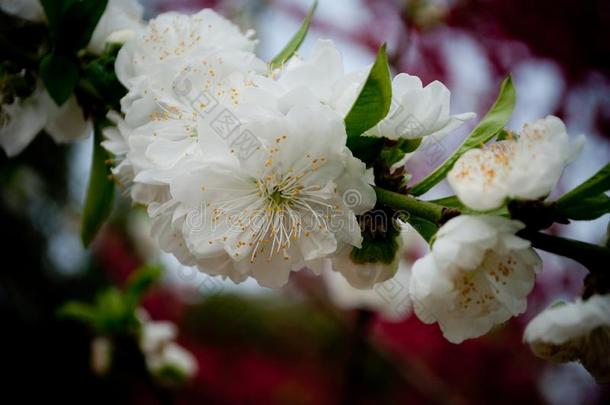 白色的桃子花采用前进