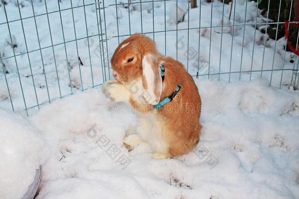 兔子兔子冬雪侏儒砍伐户外的寒冷的天气兔子