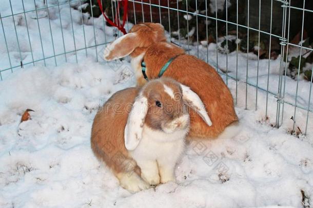 <strong>兔子兔子</strong>冬雪侏儒砍伐户外的寒冷的天气<strong>兔子</strong>