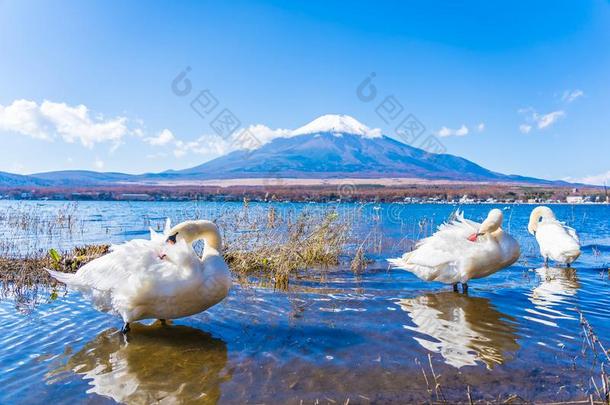 美丽的风景关于山紫藤大约山中湖湖
