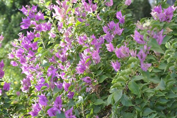 紫罗兰叶子花属花花背景