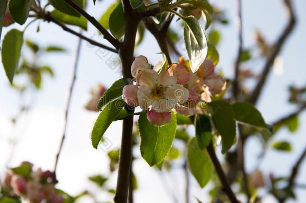 关在上面关于花从指已提到的人苹果树采用尼德兰根埃姆斯兰