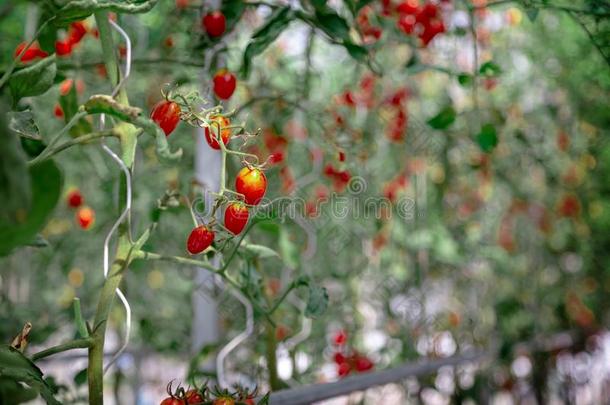 新鲜的番茄向树