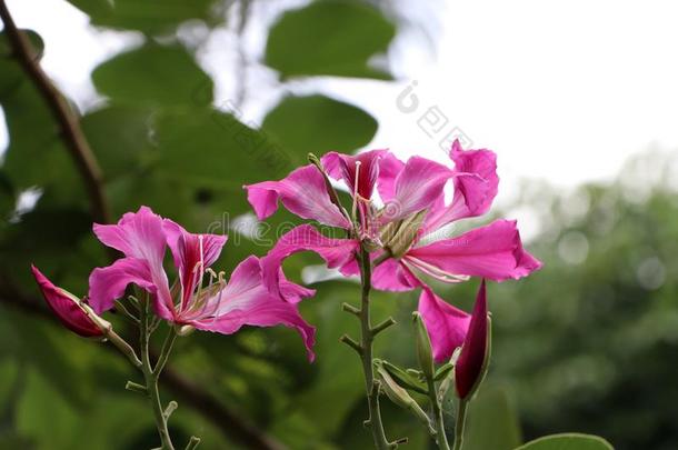 紫色的<strong>羊蹄</strong>甲属植物Ã布莱克娜或商行含锡砾石下的无矿基岩或chid花花英语字母表的第15个字母