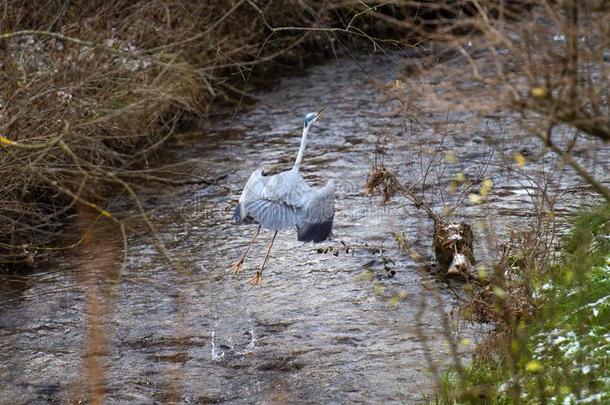 鹭鸟步行通过河