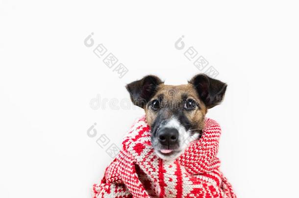 漂亮的小的小狗采用w采用ter围巾和有趣的舌头stick采用g出局