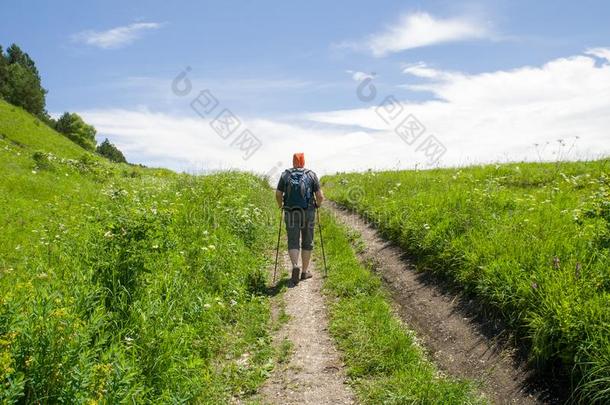 夏运动-北欧人步行.男人徒步旅行向绿色的和煦的：照到阳光的莫泰