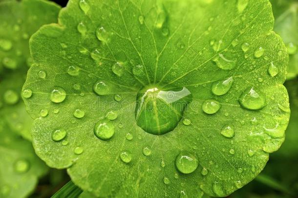 乌兰姆Pegaga破铜钱属植物/哥杜可乐树