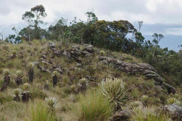 风景关于指已提到的人哥伦比亚人高山稀疏草地.埃斯佩莱蒂亚植物