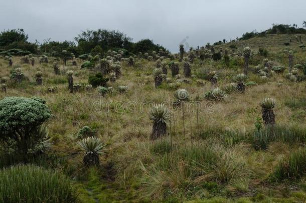 风景关于指已提到的人哥伦比亚人高山稀疏草地.埃斯佩莱蒂亚植物