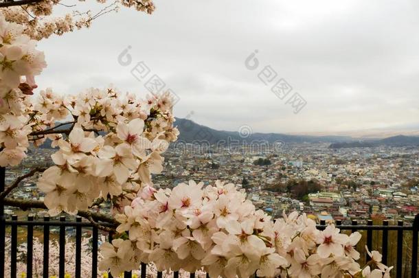 樱花季节和樱桃树,黑色亮漆