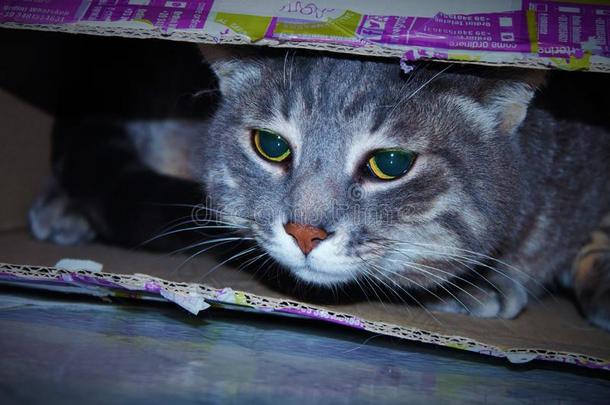 猫塞进里面的一盒