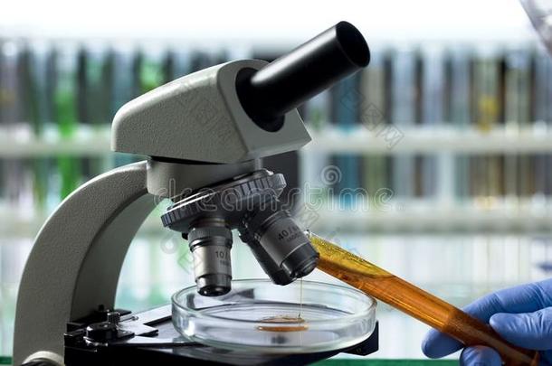 食物科技工程师注意的手掌油在下面显微镜,Switzerland瑞士