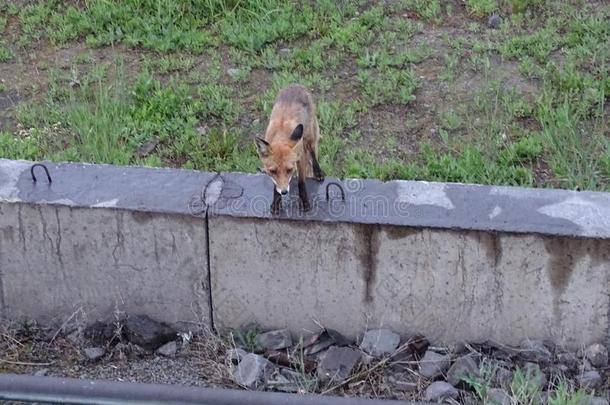 狐感动的和狂犬病来向指已提到的人人.