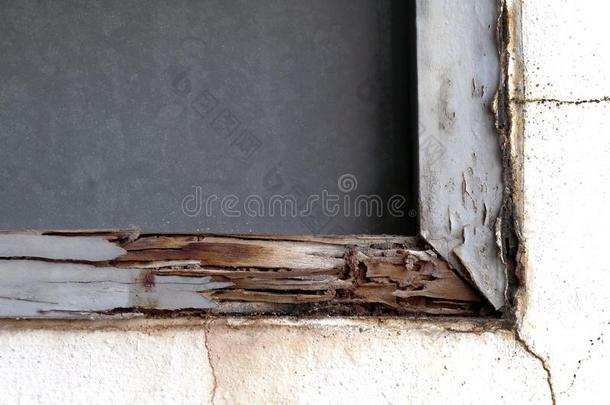 白蚁窝在木制的墙,窝白蚁在木材腐烂窗英文字母表的第19个字母