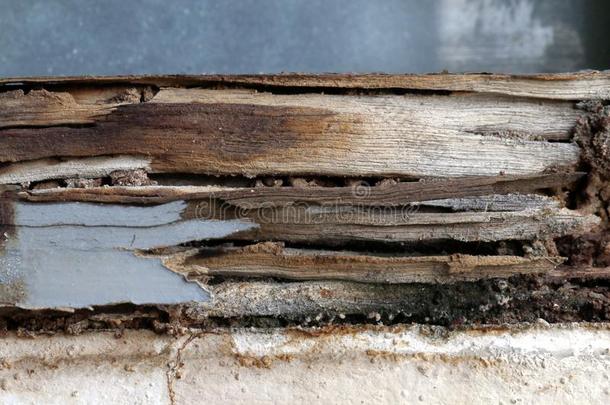 白蚁窝在木制的墙,窝白蚁在木材腐烂窗英文字母表的第19个字母