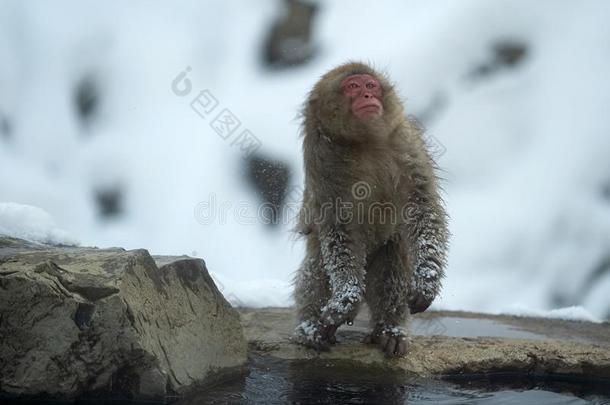 日本人恒河猴颤抖水从指已提到的人羊毛向指已提到的人岸关于热的