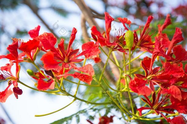 石莲子普切里玛红色的花