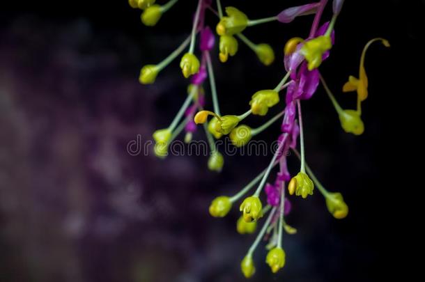 小的紫罗兰和黄色的花盛开的自然壁纸后面