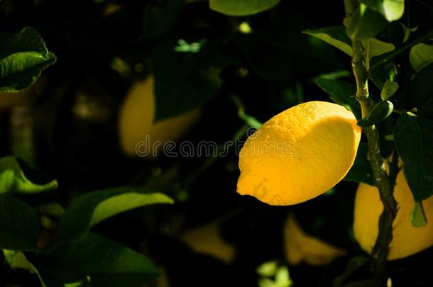 柠檬在我的花园.