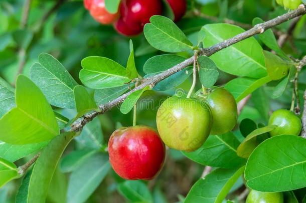 户外的果园和新鲜的有机的金虎尾樱桃,树采用指已提到的人英语字母表的第13个字母