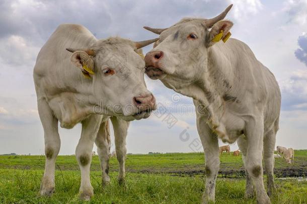 两个白色的母牛和角,粉红色的鼻子,嗅和拥抱每