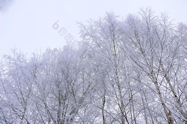 冬风景采用多云的天气,树采用白色的松软的使结冰霜