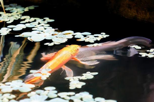 鱼日本人<strong>锦鲤</strong>或挑剔活动的采用熏鱼上附着的鳔在下面浅绿色表面和