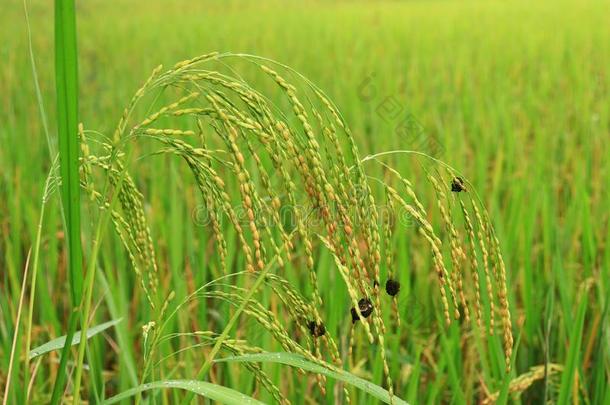 稻稻,稻植物,稻谷物问题