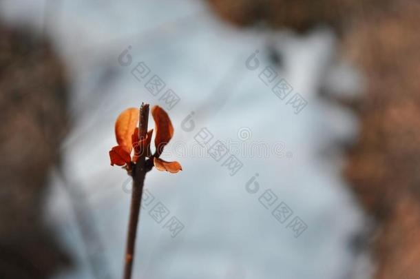 细枝和风化的叶子向熔化的雪和风化的干的干燥的草