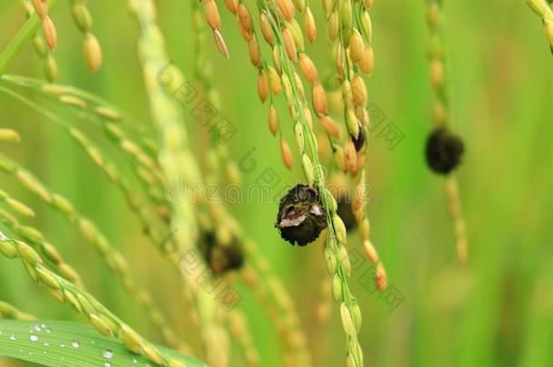 稻稻,稻植物,稻谷物问题