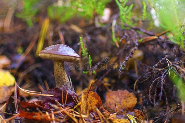 森林蘑菇.桦树蘑菇.山杨蘑菇