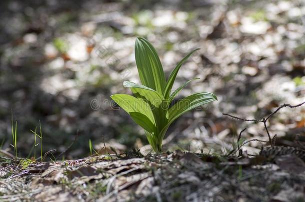 藜芦相册小的绿色的植物,春季时间季节,山英语字母表的第6个字母