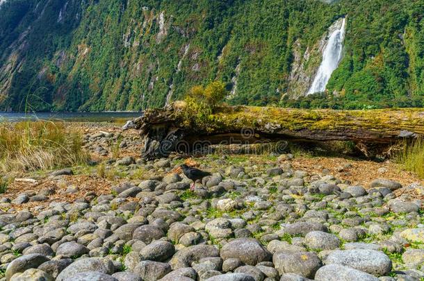 大的瀑布在米尔福德声音,峡湾,新的西兰岛28