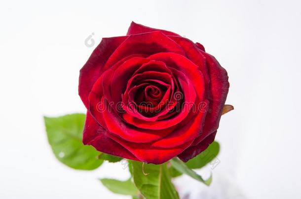 红色的玫瑰花玫瑰tte和树叶隔离的向白色的.顶看法