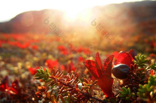 红色的越橘的一<strong>种树</strong>叶和岩高兰采用秋