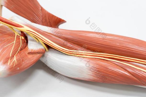 肌肉关于指已提到的人臂为解剖教育