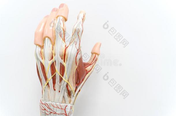 肌肉关于指已提到的人手掌手为解剖教育
