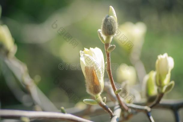 许多粉红色的正发芽的木兰芽采用指已提到的人植物学的花园